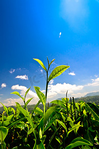 科伦坡摄影照片_绿茶芽和绿叶