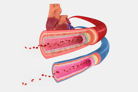 背景图心摄影照片_血管