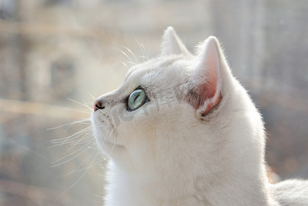 小貓摄影照片_在配置文件中的白色小猫的肖像