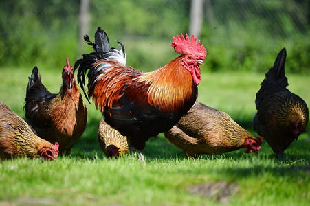 农村动物摄影照片_传统自由放养家禽农场的鸡和鸡