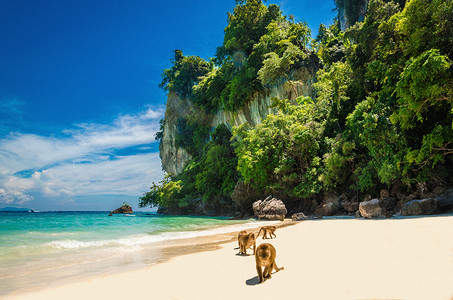 亚洲食物摄影照片_等待在猴子海滩，泰国食物的猴子
