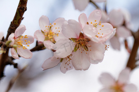 美丽开花树