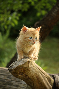 姜叶子摄影照片_可爱的小小猫爬那棵树