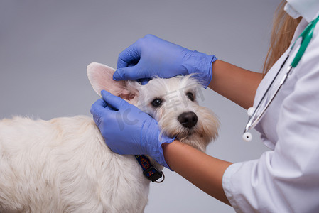 狗生病摄影照片_女兽医检查小狗的牙齿和耳朵