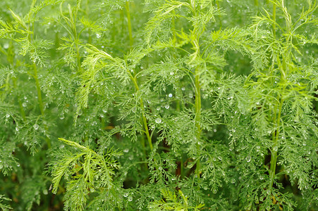 滴眼液摄影照片_绿色青蒿 (蒿 Abrotanum) 植物