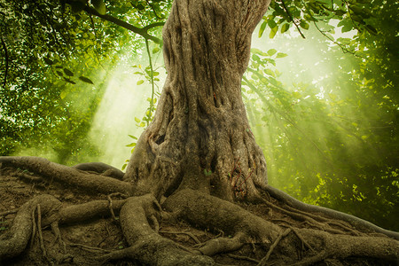 自然风景雨摄影照片_那棵大树的根和阳光在一片绿森林