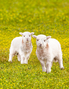 双胞胎出生的羊羔花草甸