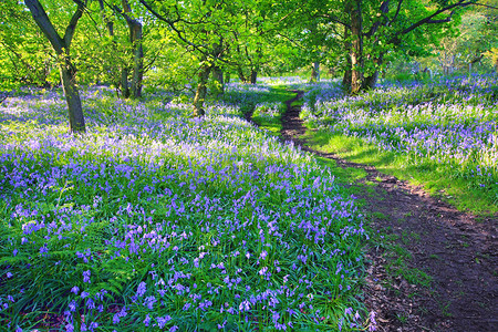 Bluebells skogen på våren, Storbritannien