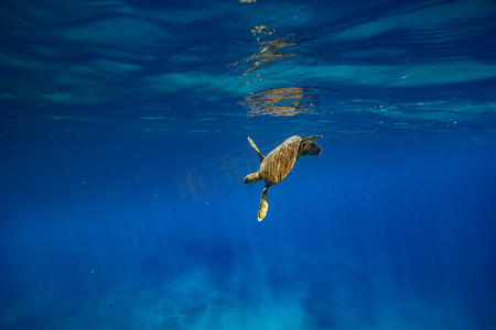 海怪摄影照片_ 龟在蓝色的海洋 