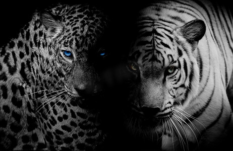 非洲丛林摄影照片_蓝眼睛的黑与白豹 & 老虎隔离黑色黑色
