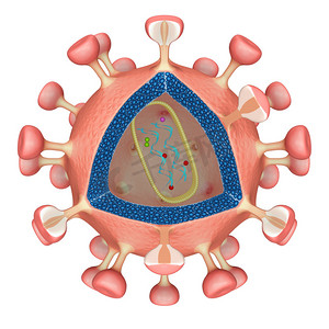 Hiv 病毒细胞