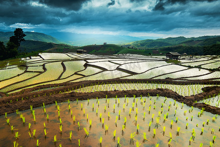 在泰国的水稻梯田