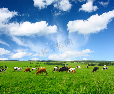 绿色农场摄影照片_母牛