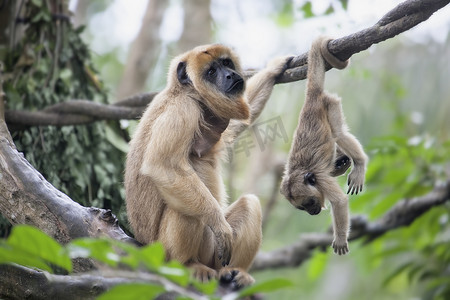 母亲和婴儿的吼猴
