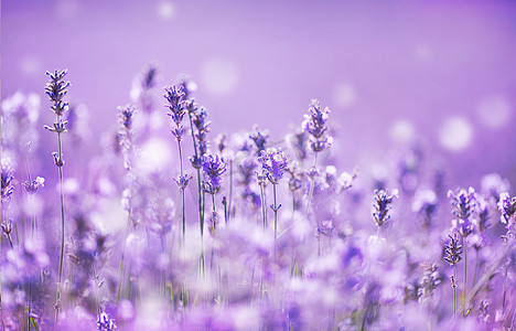 花薰衣草摄影照片_Λεβάντα πεδίο薰衣草田地