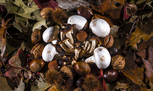 秋季静物构图与蘑菇秋天