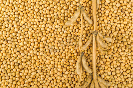 成熟黄豆摄影照片_大豆植株、 豆荚、 豆