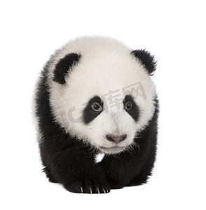 大熊猫大熊猫 (4 个月)-