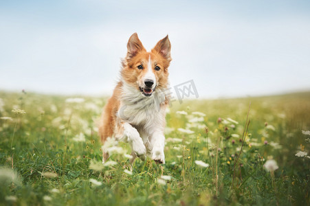 运行在一块草地上的红色边境牧羊犬