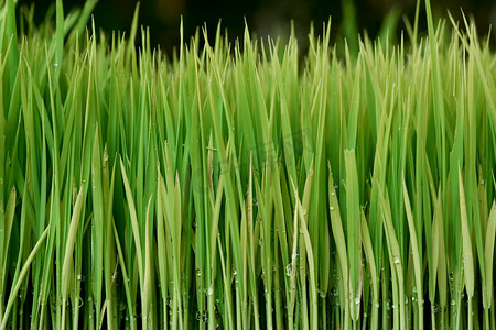 shoots摄影照片_树苗种植水稻的筹备工作.