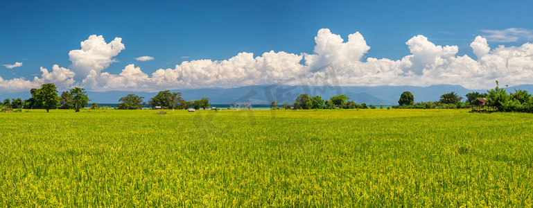 印尼稻田景观