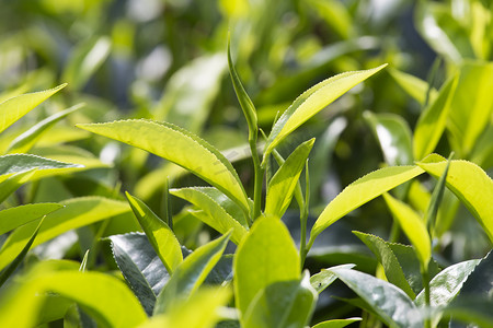 努摄影照片_嫩绿的树叶 & 叶芽的茶树种植园在斯里兰卡努瓦拉埃利亚，