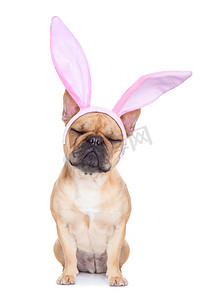 圣纸张摄影照片_复活节兔子耳朵狗 