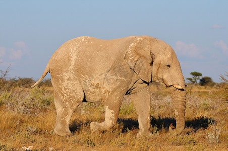 白色的大象，埃托沙国家公园纳米比亚