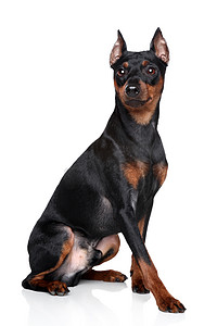 品种狗摄影照片_微型 pinscher 狗