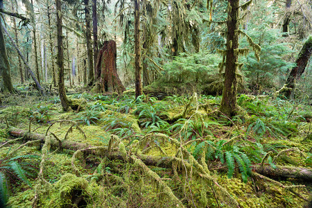 巨人摄影照片_雪松树木森林深处绿色苔藓覆盖增长 hoh 雨林