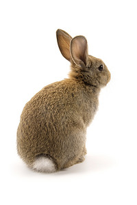 兔年喷绘背景摄影照片_孤立在白色可爱兔