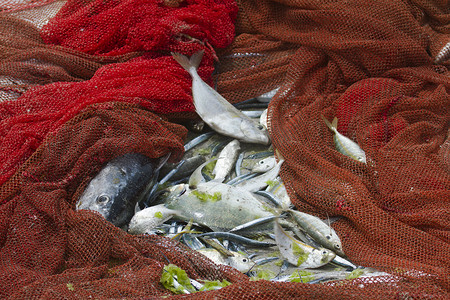 在乌普韦利海滩，斯里兰卡的渔获
