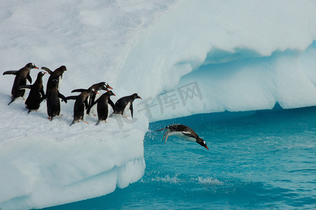 企鹅hello摄影照片_企鹅潜水