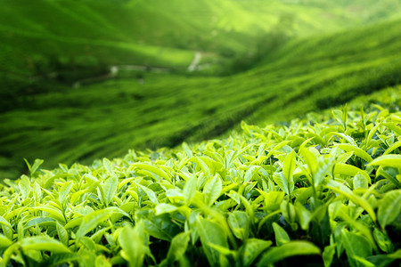 茶园风景摄影照片_茶园金马伦高原，马来西亚 (浅景深)