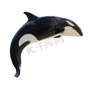 夏天摄影照片_跨越式 killerwhale，orcinus orca