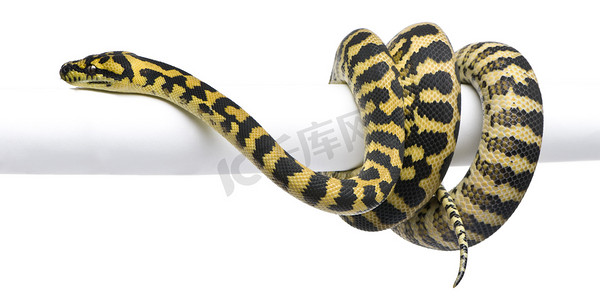 莫雷利亚 spilota 山青 python，1 岁，吃在白色背景前的鼠标