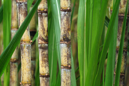 甘蔗糖摄影照片_甘蔗植物的关门