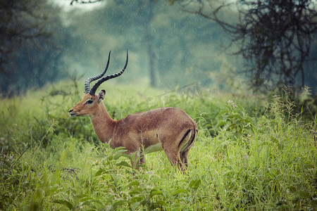 美丽的雄性黑斑羚 ram 一幅画像。塔兰吉雷国家看齐
