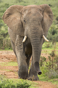 大象耳朵摄影照片_非洲大象男性在野外散步