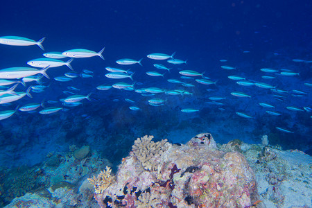 收费站背景摄影照片_马尔代夫珊瑚鱼的房子