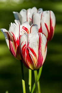 美丽的白色郁金香在春天