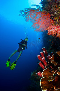 潜水员和珊瑚