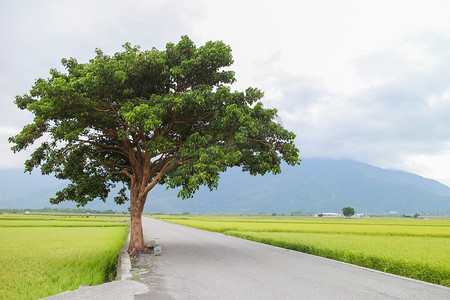 乡村道路与树
