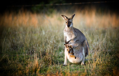 澳洲游学营摄影照片_袋鼠和乔伊