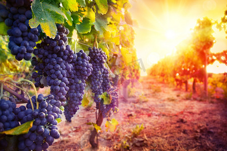 成长脚印摄影照片_与成熟的葡萄，在日落时农村的葡萄园