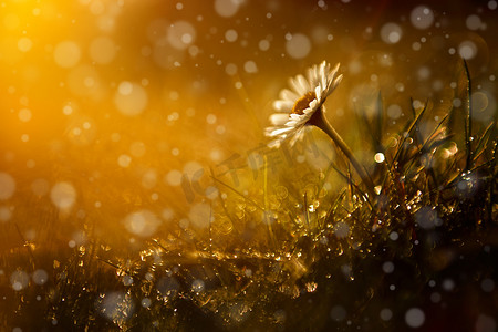 社团协会招新摄影照片_秋天美丽后雨和日落森林中的野生花卉