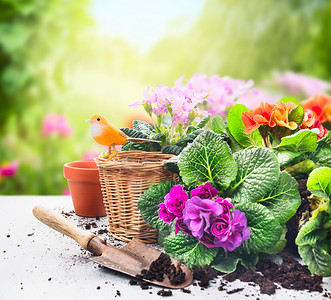 园艺套着鲜花的桌子上、 花盆、 盆栽土壤和植物对阳光花园背景