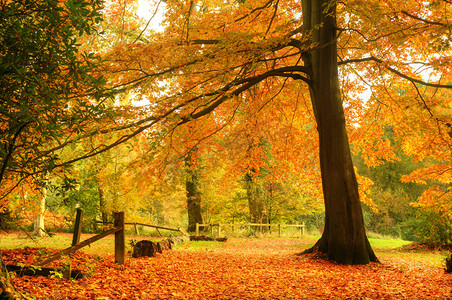 秋季背景元素摄影照片_美丽的秋天秋季森林的场景