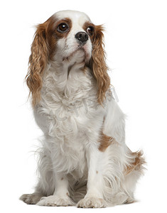 骑士国王查尔斯猎犬，4 岁，坐在白色背景前