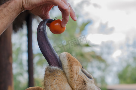前景色摄影照片_长颈鹿的舌头捕捉番茄.